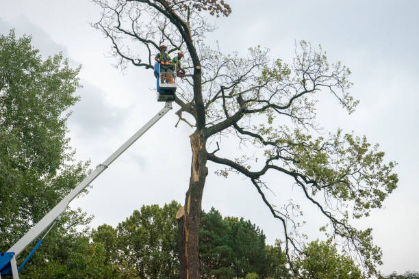 Best Emergency Tree Service  in Tukwila, WA